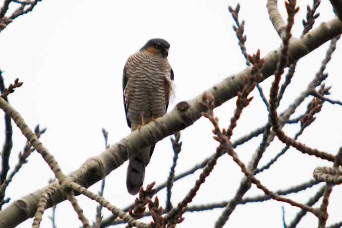 北京植物园赏鸟（九），雀鹰（组图）
