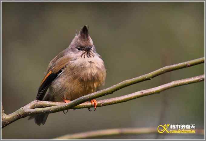 今年冬天的鸟儿有点少【照片】