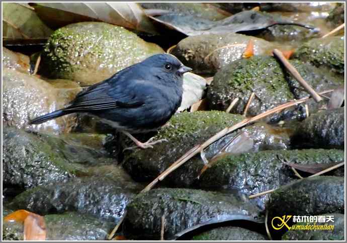 鈥溊垛澯脞湴租潯菊掌