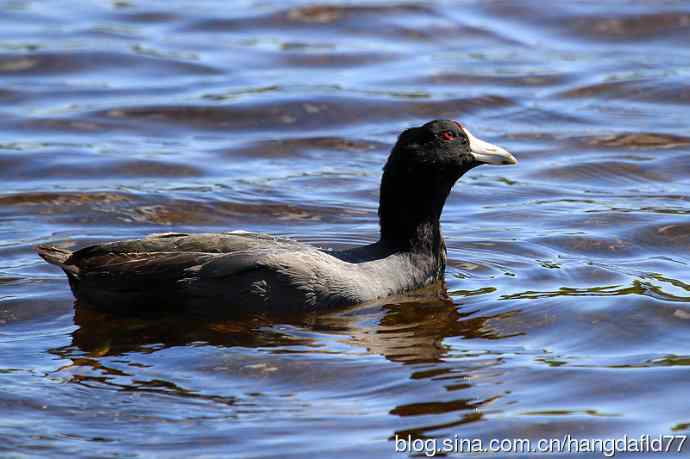 美国鸟类摄影——美洲骨顶