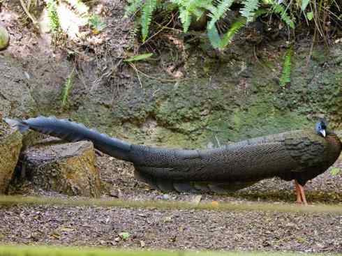 凤凰:传说中的鸟原型探秘(大眼斑雉) 凤凰:传说中的鸟原型探秘(大眼斑雉)