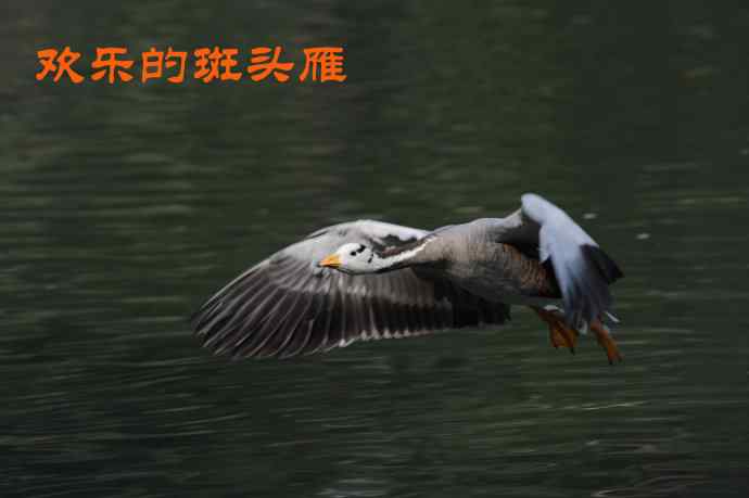 欢乐的斑头雁