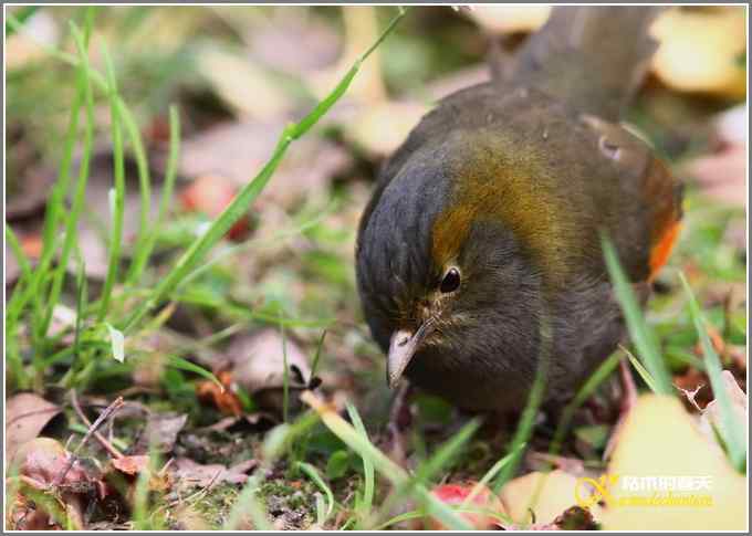 全球濒危的中国四川特有鸟鈥斺敾倚剞答獭菊掌