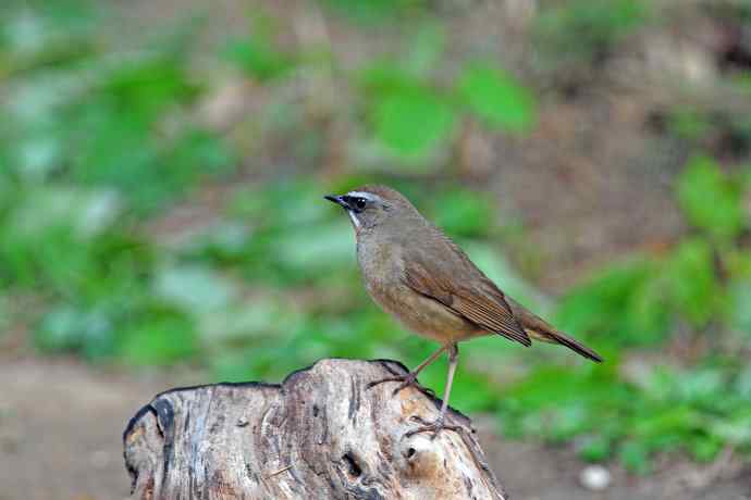 雄性红喉歌鸲（5）