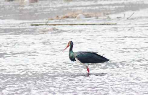 五百分之八的黑鹳