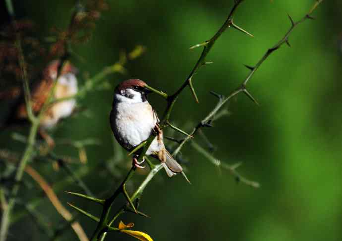 北京天坛公园的鸟类——枸橘上的麻雀
