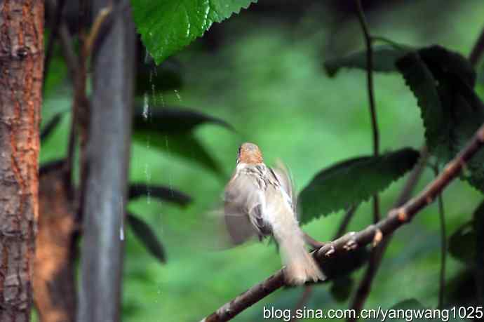 讲卫生的小麻雀（纪实版）