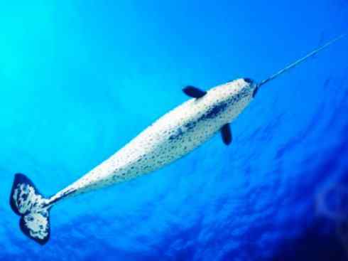 独角兽：传说的兽原型探秘（独角鲸）