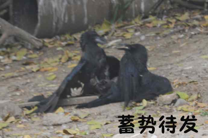 北京动物园的鸟类——争斗
