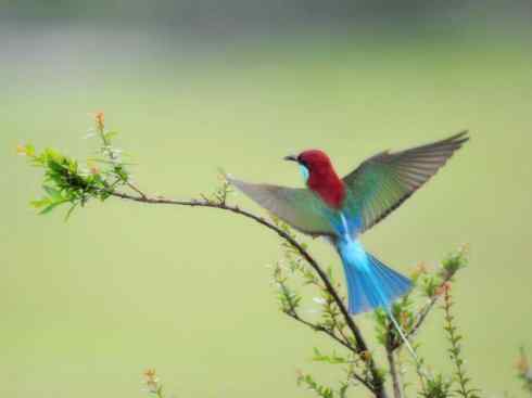 绝色攀禽：佛法僧目之蜂虎2