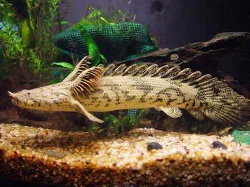 鱼类活化石:多鳍鱼 鱼类活化石:多鳍鱼