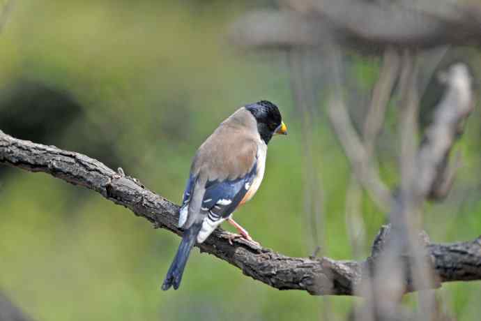 雄性黑尾蜡嘴雀（3）