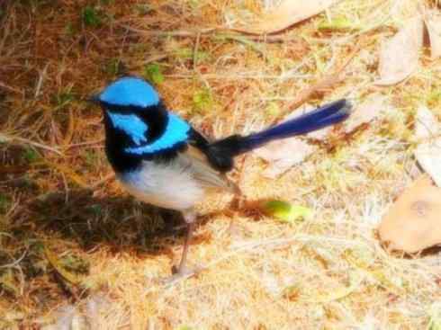 美丽无罪：雀鸟之鹩莺