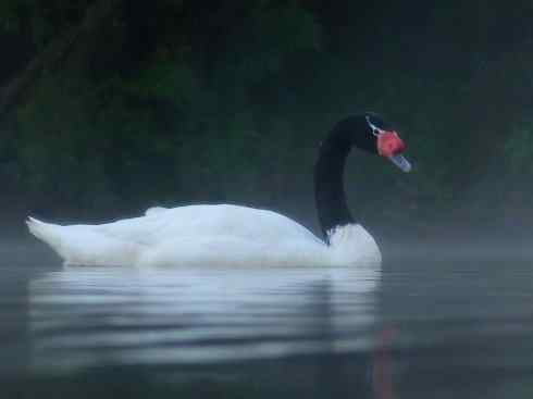 奇特的盔：黑颈天鹅