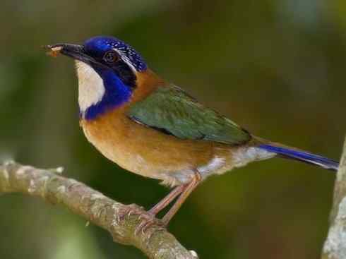 绝色攀禽：佛法僧目之地鴗