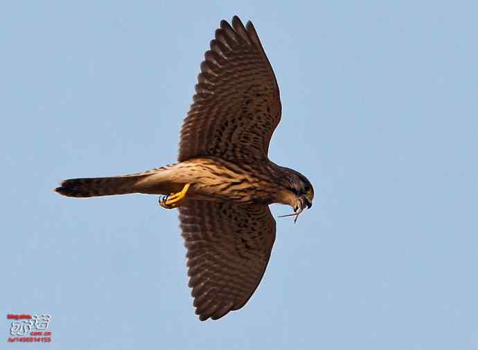 官厅水库&nbsp;wbr路&nbsp;wbr难得一见之红隼空中吃鼠