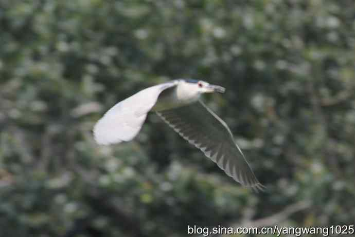 飞（海鸥与夜鹭） wbr2