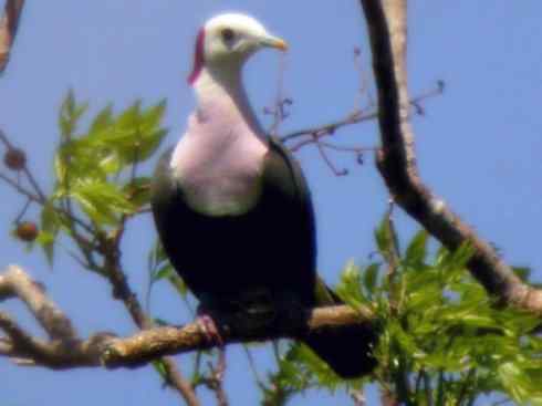 白头鸟系列：另类的美丽11（鸠鸽）