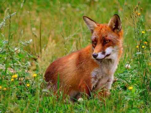 狈：传说的兽原型探秘（狐）