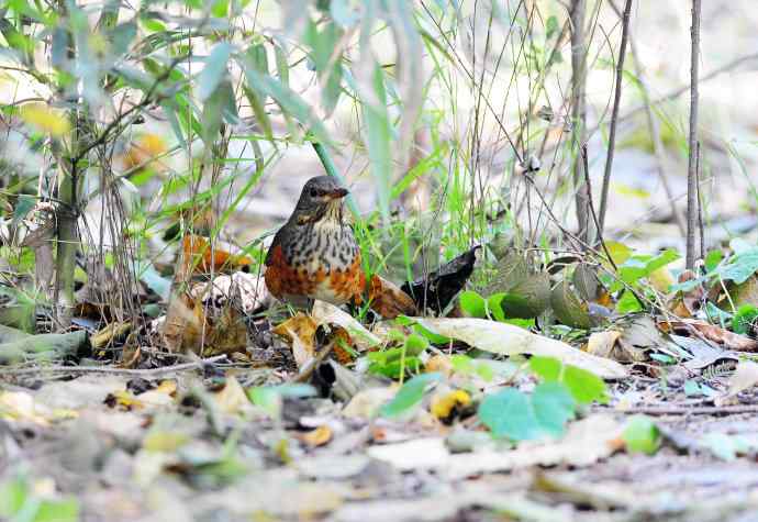 灰背鸫(2) 灰背鸫(2)