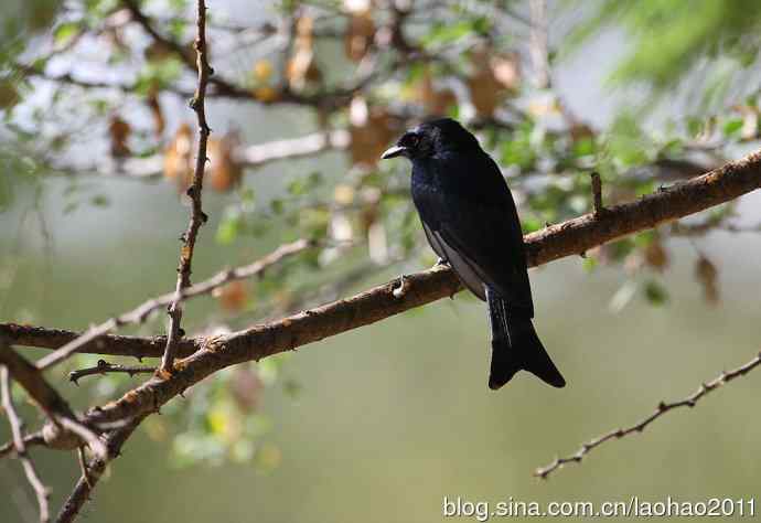撮堆儿 wbr肯尼亚的鸟儿