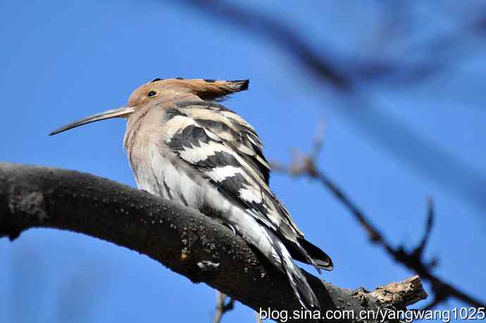 天坛公园又遇戴胜(餐后休息) 天坛公园又遇戴胜(餐后休息)
