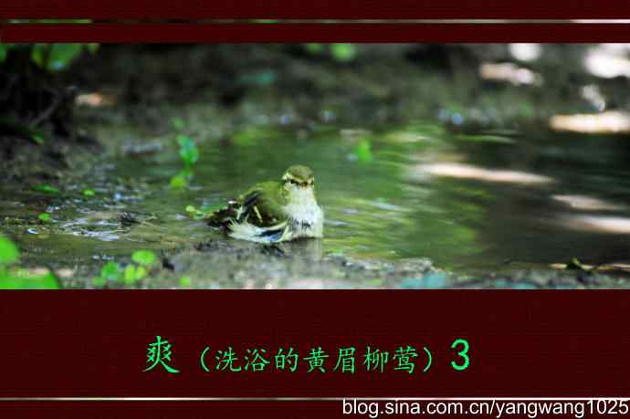爽(洗浴的黄眉柳莺)3 爽(洗浴的黄眉柳莺)3