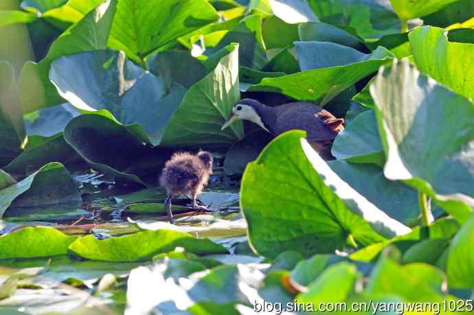 白胸苦恶鸟宝宝出窝了（1）