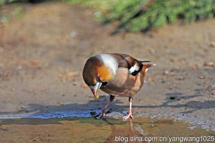 北京天坛公园的鸟类——锡嘴雀（4）