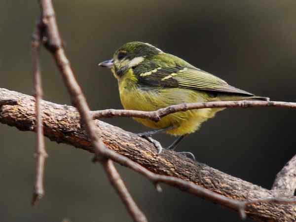 北京植物园赏鸟（三），黄腹山雀（组图）