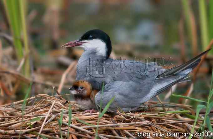 这世界，我来了！任凭风暴漩涡鈥︹Γㄗ橥迹25张图片）