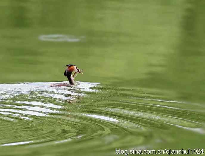风头(pt)渐渐远去