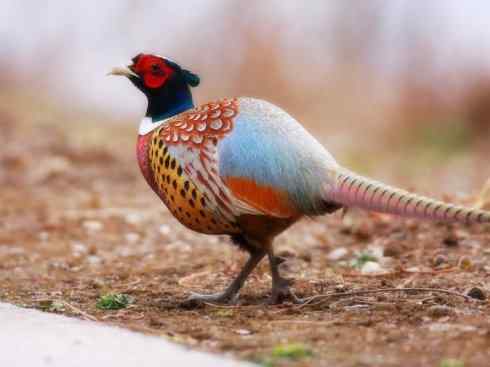 凤凰：传说的鸟原型探秘（雉鸡）