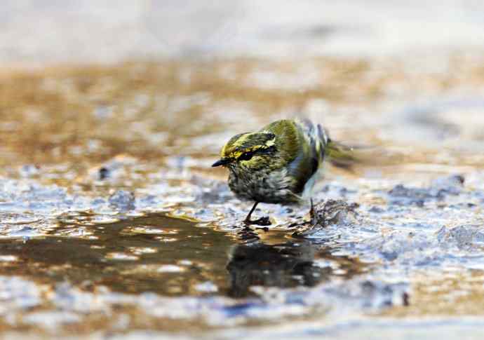 又见黄眉柳莺（洗浴版）