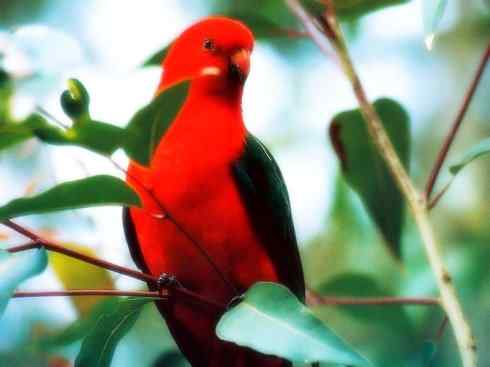 猎奇：奇特的鸟喙之四