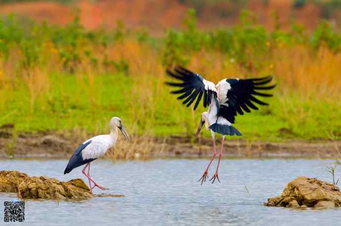 2006年首次发现的大鸟鈥斺斍祓
