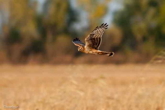 野鸭湖.夕阳下的白尾鹞
