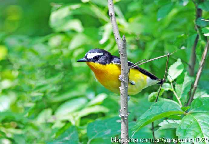 雄性白眉姬鹟（4）