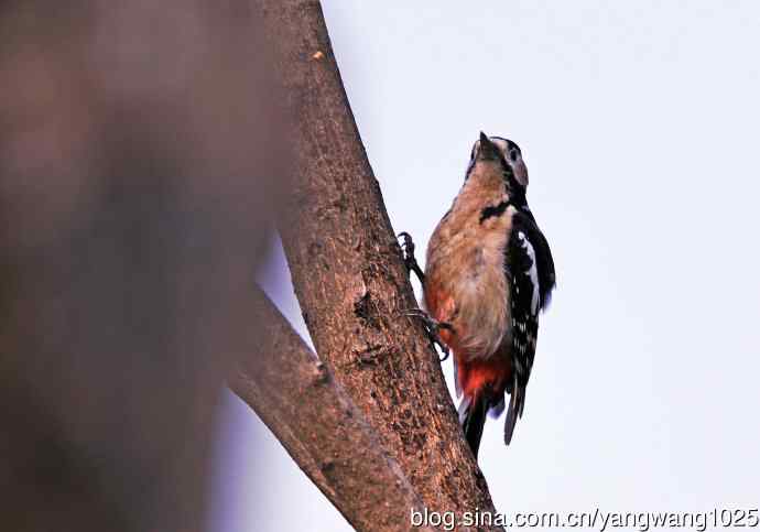 大斑啄木鸟（1）