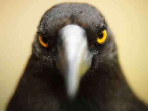 雀鸟也彪悍：战斗机（黑背钟鹊）