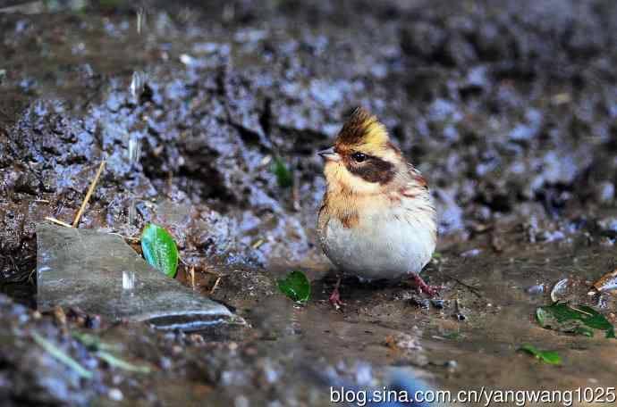 雌性黄喉鹀（12）