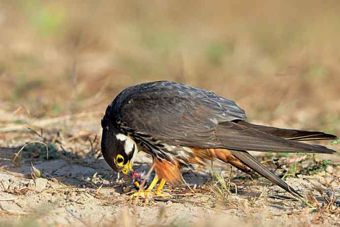 弱肉强食（杀戮吞噬篇）