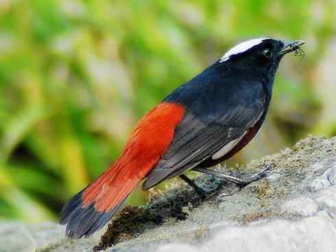 美丽无罪：雀鸟之溪鸲