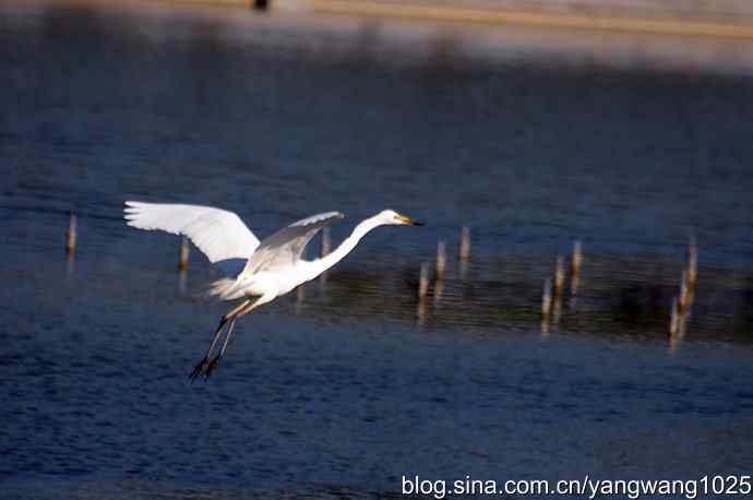 飞（白鹭）1