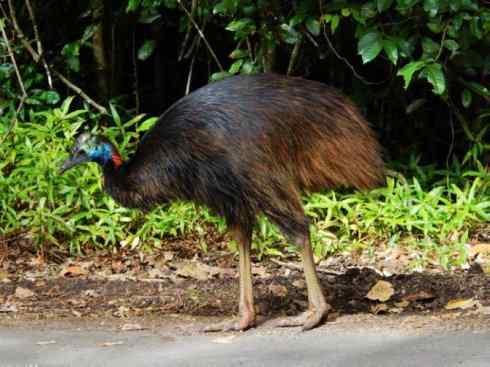 奇特的盔：鹤鸵