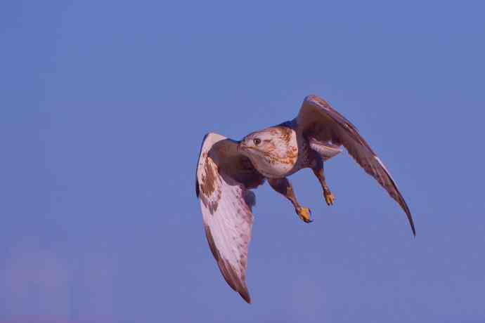 驹行千里追落日 wbr wbr醉美夕阳摄大雕