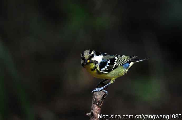 黄腹山雀（11）