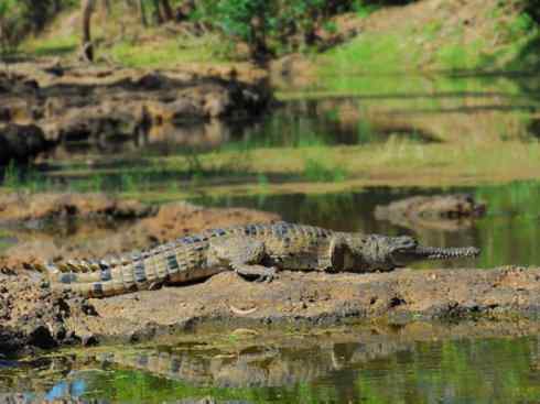 龙：传说的兽原型探秘（鳄类）