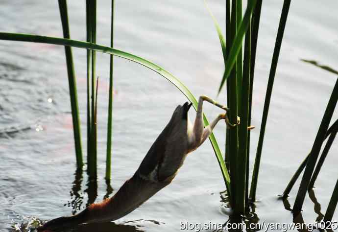 黄苇鳽的早餐（记实）