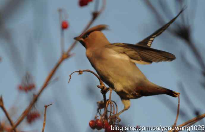 太平鸟（抓拍）3
